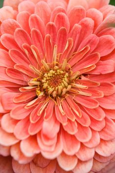 A flower bud of zinnia close-up in the garden at the end of summer.