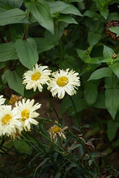 Flowers of leucanthemum close-up on a flower bed in the garden.