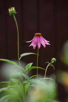 A close-up of an echinacea flower on a flower bed in the garden.