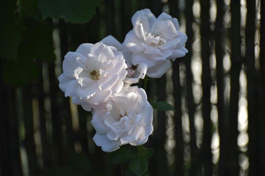 White rose in the garden. Beautiful pale pink rose blossoms on a bush