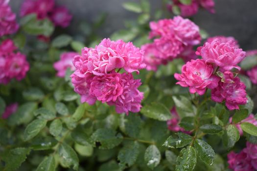 Small pink rose flower with raindrop isolated on blurred green leaf background, valentine card in mimimal concept. Wet pink roses with drops of dew. Outdoor background