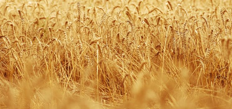 field with yellow ripe wheat on a summer day. Good harvest, close up