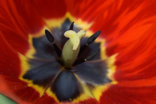 Petals of red tulips. Tulip macro close up. Tulip core. Red and yellow tulip with blurred corders and focus on center