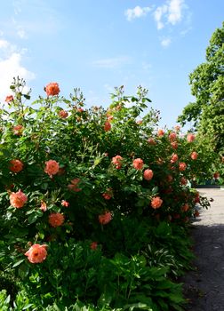 Pink rose flowers on beautiful rose bush in flowers garden at the morning with clear blue sky background in summertime. Beautiful peach-colored bush roses with soft blue sky on the background.