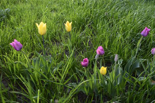 Colorful Dutch Tulips. Amazing view of colorful tulips yellow violet flowers in the garden and green grass