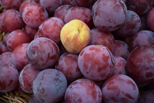 Ripe Plums and one apricot Background. Ripe juicy plum close-up. Red plum in the garden. Gardening, uniqueness, difference concept. Production of juices and fruit drinks. Harvest concept.