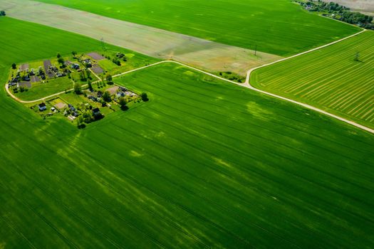 top view of a sown green field and a small village in Belarus. Agricultural fields in the village.Spring sowing in a small village.
