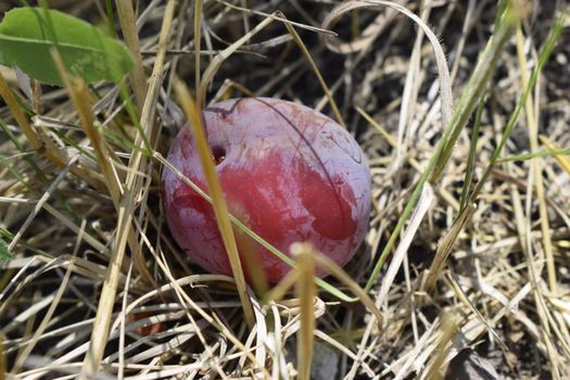 One plum ripe and raw lying on a grass fallen from the tree on a sunny day in a garden. Closeup