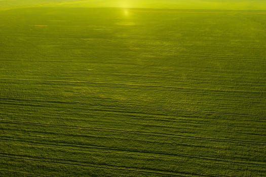 Top view of the sown green in Belarus.Agriculture in Belarus.Texture.