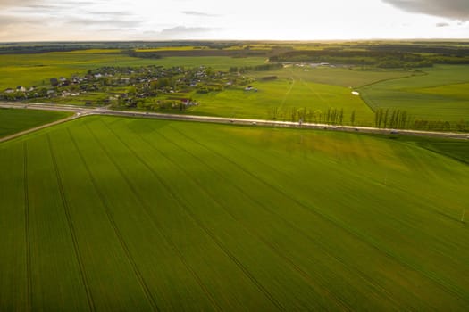 Top view of the sown green in Belarus.Agriculture in Belarus.Texture.