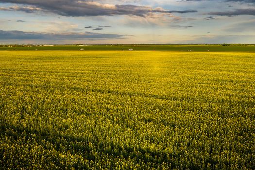 top view of a yellow rapeseed field after rain in Belarus, an agricultural area.The concept of development of the agricultural sector.