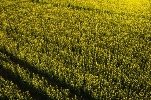top view of a yellow rapeseed field after rain in Belarus, an agricultural area.The concept of development of the agricultural sector.
