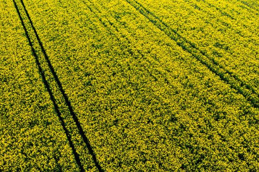 top view of a yellow rapeseed field in Belarus, an Agricultural area. aerial photography. Spring Wallpaper. The concept of development of the agricultural sector