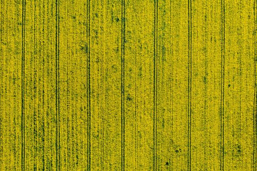 top view of a yellow rapeseed field in Belarus, an Agricultural area. aerial photography. Spring Wallpaper. The concept of development of the agricultural sector