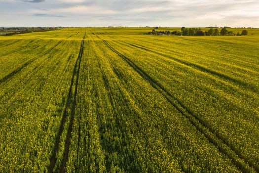 top view of a yellow rapeseed field after rain in Belarus, an agricultural area.The concept of development of the agricultural sector.