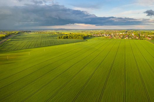 Top view of the sown green in Belarus.Agriculture in Belarus.Texture.