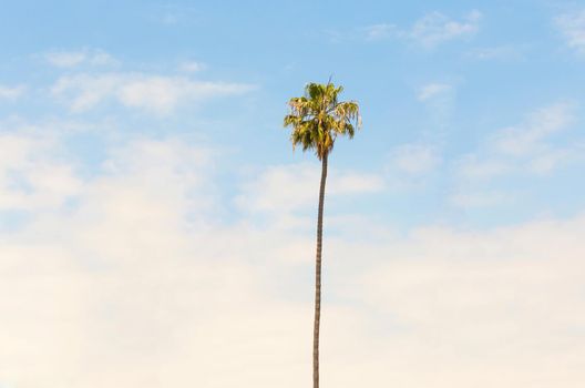 Palm trees on blue sky background
