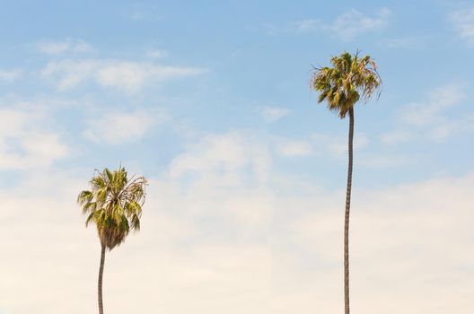 Palm trees on blue sky background