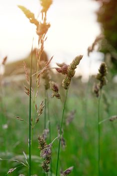close up of grass in field in sunset in Summer