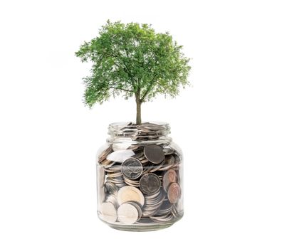 Tree on save money coins in grass jar, Growth business finance saving investment concept.