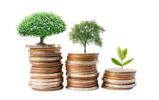 Tree plumule leaf on save money coins, Business finance saving banking investment concept.