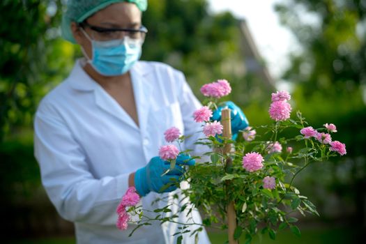 Scientists doctor checking health pink tree rose plant research for skin and perfume product, environment, ecology, alternative nature medicine