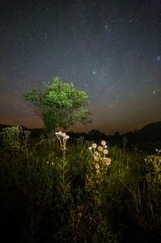 bunch thistle spike balls and small tree on starry summer night night background with selective focus