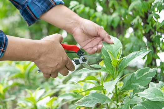 Asian gardener Pruning shears tree to cut branches on plant nature. Hobby planting home garden.