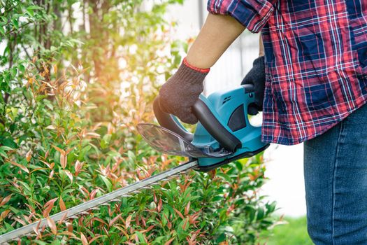 Gardener holding electric hedge trimmer to cut the treetop in garden.