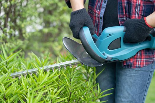 Gardener holding electric hedge trimmer to cut the treetop in garden.