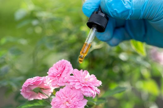 Scientists doctor holding bottle of rose herb oil plant for skin and perfume product, droplet dosing, biology and ecology alternative nature medicine.