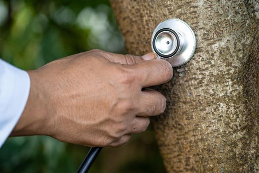 Checking health listening tree nature with stethoscope, biology, ecology, environment, global warming, save earth
