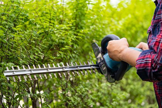 Gardener holding electric hedge trimmer to cut the treetop in garden.