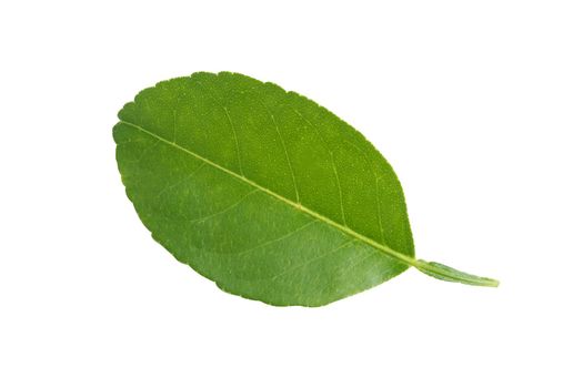 Fresh green leaf isolate on white background with clipping path.