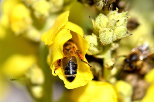 bee in a great mullein flower