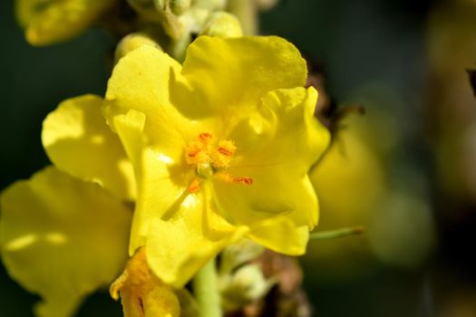 great mullein, medicinal plant with flower