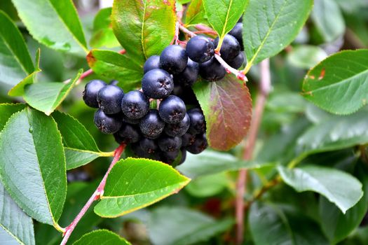 ripe Aronia berries on a tree in Germany