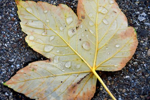 autumnal colored maple leaf with rain drops