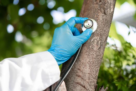 Checking health listening tree nature with stethoscope, biology, ecology, environment, global warming, save earth