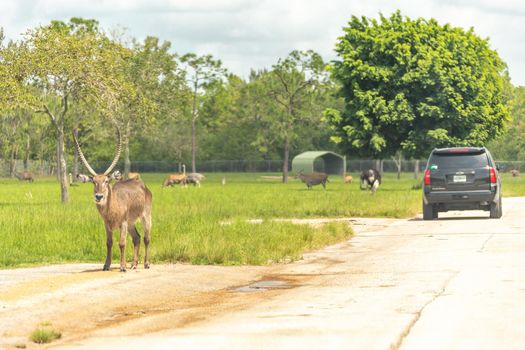 Florida, USA - September 19, 2019: Lion Country Safari drive through park in West Palm Beach Florida. Cars driving near animals in zoo