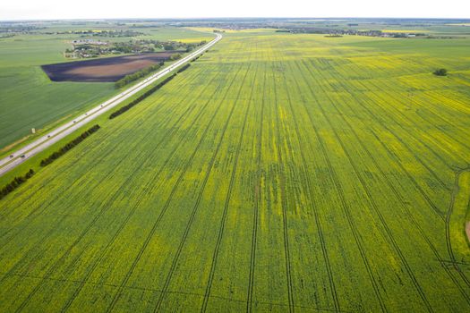 Top view of the sown green in Belarus.Agriculture in Belarus.Texture.