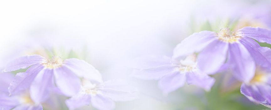 Violet blue beautiful spring flower bloom branch background with free copy space for greeting card or environment cover page, template, web banner and header.