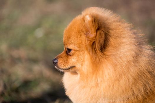 Portrait of cute pomeranian spitz dog