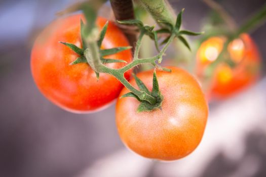 tomato growing in organic farm. Ripe natural tomatoes growing on a branch in a greenhouse