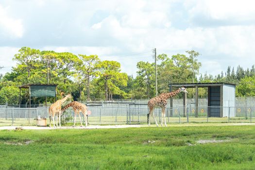 Florida, USA - September 19, 2019: Lion Country Safari drive through park in West Palm Beach Florida. Cars driving near animals in zoo