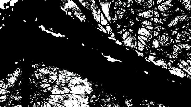 3d illustration - Dark Silhouette Of Tree  in the wood- black & white
