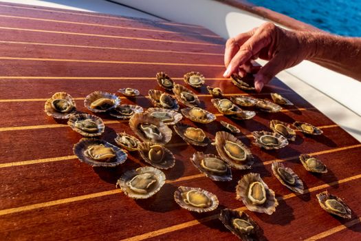 Closeup of some tasty freshly caught limpets, ready to be eaten.