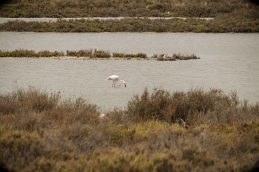 A beautiful specimen of flamingo while it feeds in a pond, Sardinia, Italy.