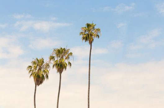 Palm trees on blue sky background
