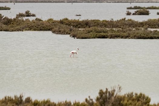 A beautiful specimen of flamingo while it feeds in a pond, Sardinia, Italy.